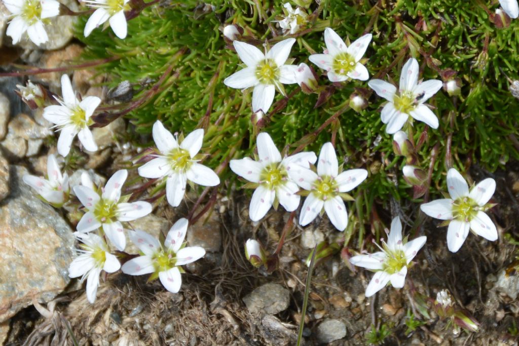 Sabulina verna (ex Minuartia verna) e Minuartia recurva